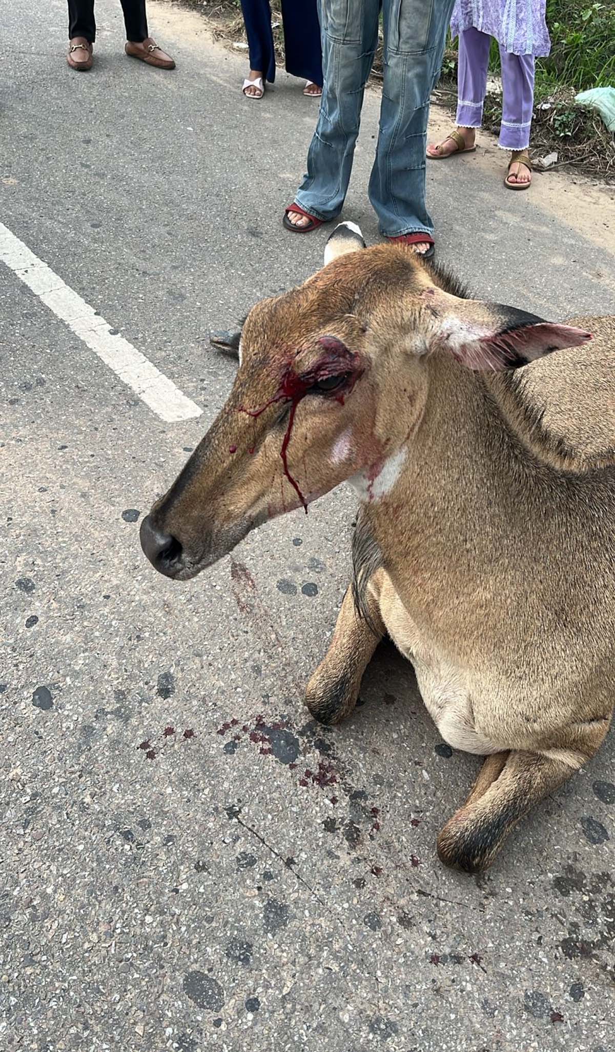 Nilgai, victim of road accident, admitted to Gau Hospital.